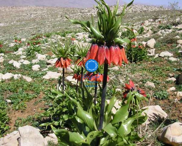 شهرداری دستنا