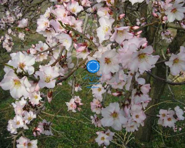 شهرداری دستنا