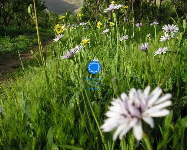 شهرداری دستنا