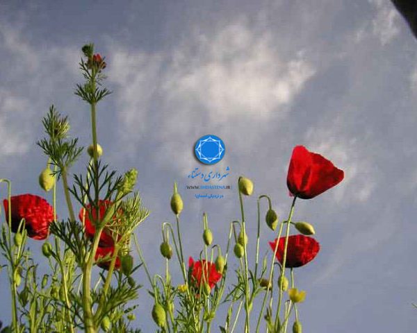 شهرداری دستنا