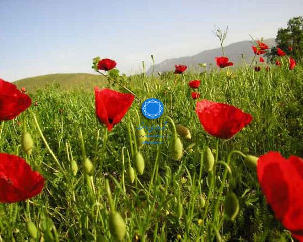 شهرداری دستنا