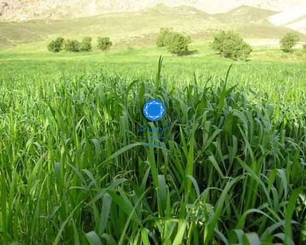 شهرداری دستنا