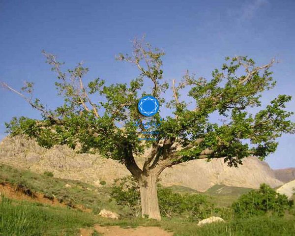 شهرداری دستنا