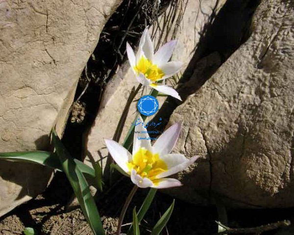 شهرداری دستنا